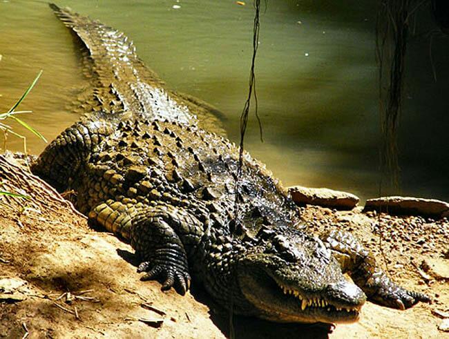 Crocodile park