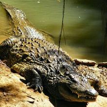 Crocodile park