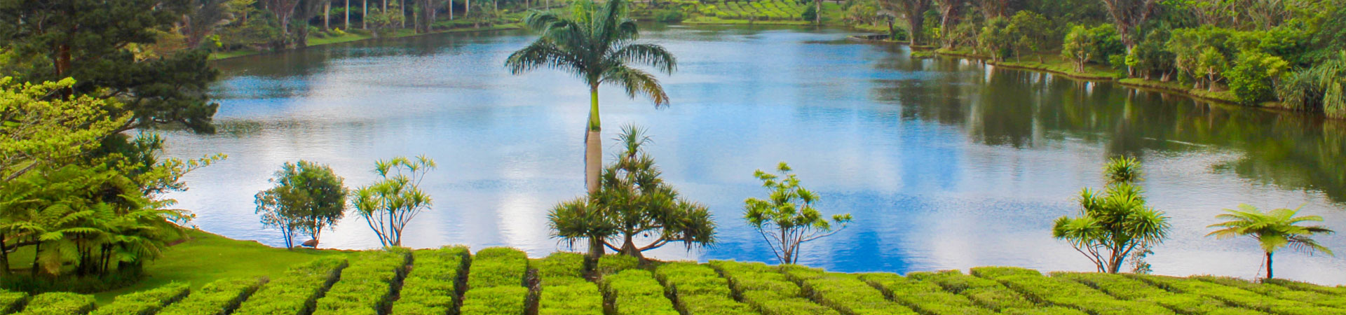 South Trip – Tea Route / Magic Flavors South Trip – Tea Route / Magic Flavors